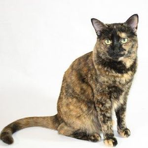 Meet your Posher, Casey